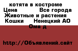 котята в костроме › Цена ­ 2 000 - Все города Животные и растения » Кошки   . Ненецкий АО,Ома д.